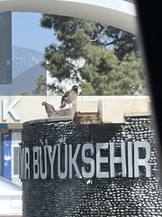 Acridotheres tristis