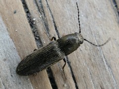 Cidnopus aeruginosus