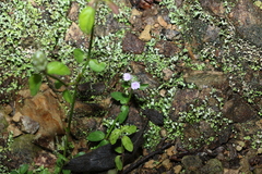 Rostellularia obtusa