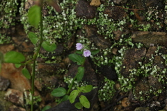 Rostellularia obtusa