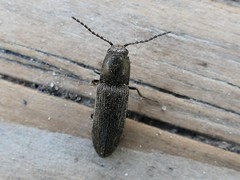 Cidnopus aeruginosus