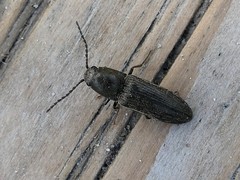 Cidnopus aeruginosus