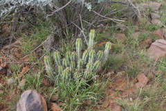 Euphorbia virosa virosa