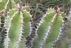 Euphorbia virosa virosa