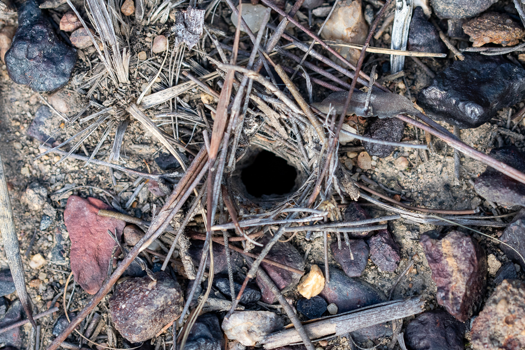 Brushfooted Trapdoor Spiders from Overberg, Western Cape, South Africa ...