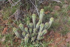 Euphorbia virosa virosa