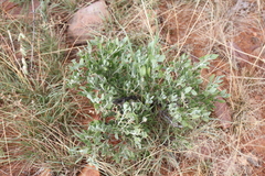 Leucosphaera bainesii