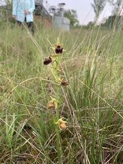 Ophrys sphegodes