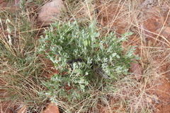Leucosphaera bainesii