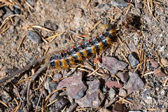 Psycharium pellucens