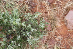 Leucosphaera bainesii