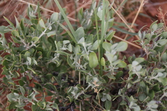 Leucosphaera bainesii