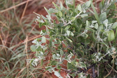 Leucosphaera bainesii
