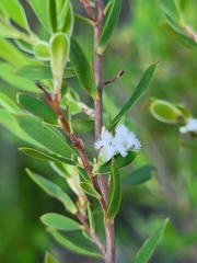 Styphelia mutica