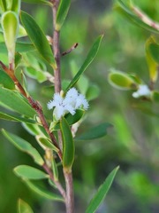 Styphelia mutica