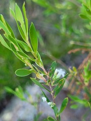Styphelia mutica