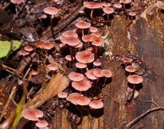 Mycena kurramulla