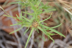 Ondetia linearis
