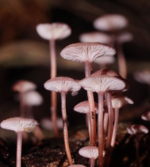 Mycena kurramulla