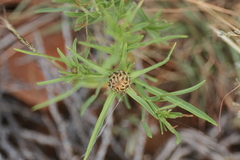 Ondetia linearis