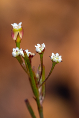 Centella macrocarpa macrocarpa