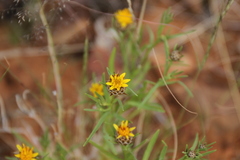Ondetia linearis