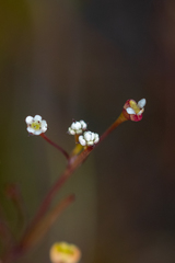 Centella macrocarpa macrocarpa