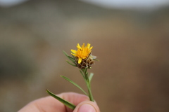 Ondetia linearis
