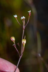 Centella macrocarpa macrocarpa