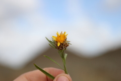 Ondetia linearis