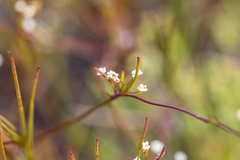 Centella macrocarpa macrocarpa