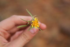 Ondetia linearis