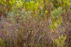 Centella macrocarpa macrocarpa