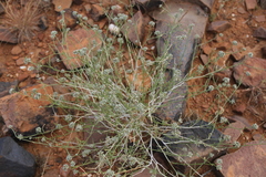 Limeum aethiopicum glabrum