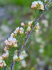 Micromyrtus sessilis