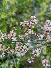 Micromyrtus sessilis