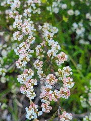 Micromyrtus sessilis