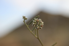 Limeum aethiopicum glabrum
