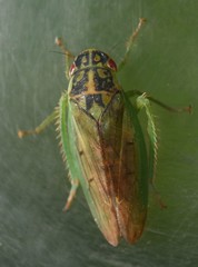 Marganalana