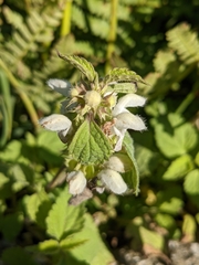 Lamium flexuosum
