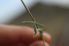 Limeum aethiopicum glabrum