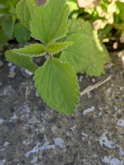 Lamium flexuosum