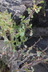 Commiphora tenuipetiolata