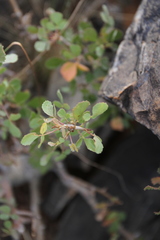 Commiphora tenuipetiolata