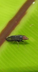 Cephaloconus tenebrosus