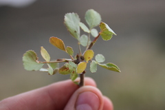 Commiphora tenuipetiolata