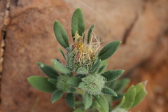 Roessleria gazanioides image