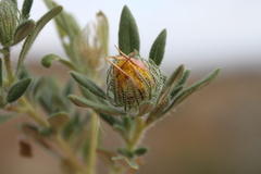 Roessleria gazanioides image