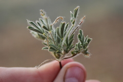 Leobordea platycarpa