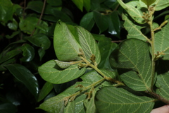 Alangium polyosmoides tomentosum